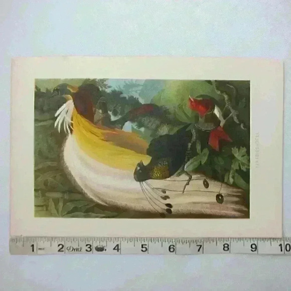 Bird Art Print Lithograph Birds-Of-Paradise Green Yellow White Antique 1882 RARE - Picture 5 of 12